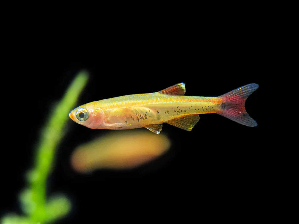 Tanichthys albonubes 'Gold' (Golden White Cloud Mountain Minnow)