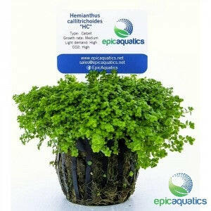 Epic Aquatics - Hemianthus callitrichoides  "HC"