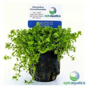 Epic Aquatics - Hemianthus micranthemoides