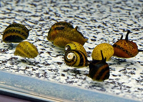 Horned Nerite Snail