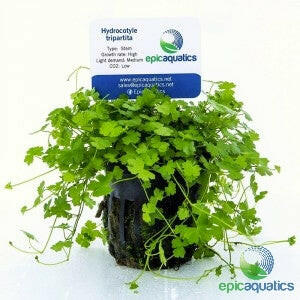 Epic Aquatics - Hydrocotyle tripartita