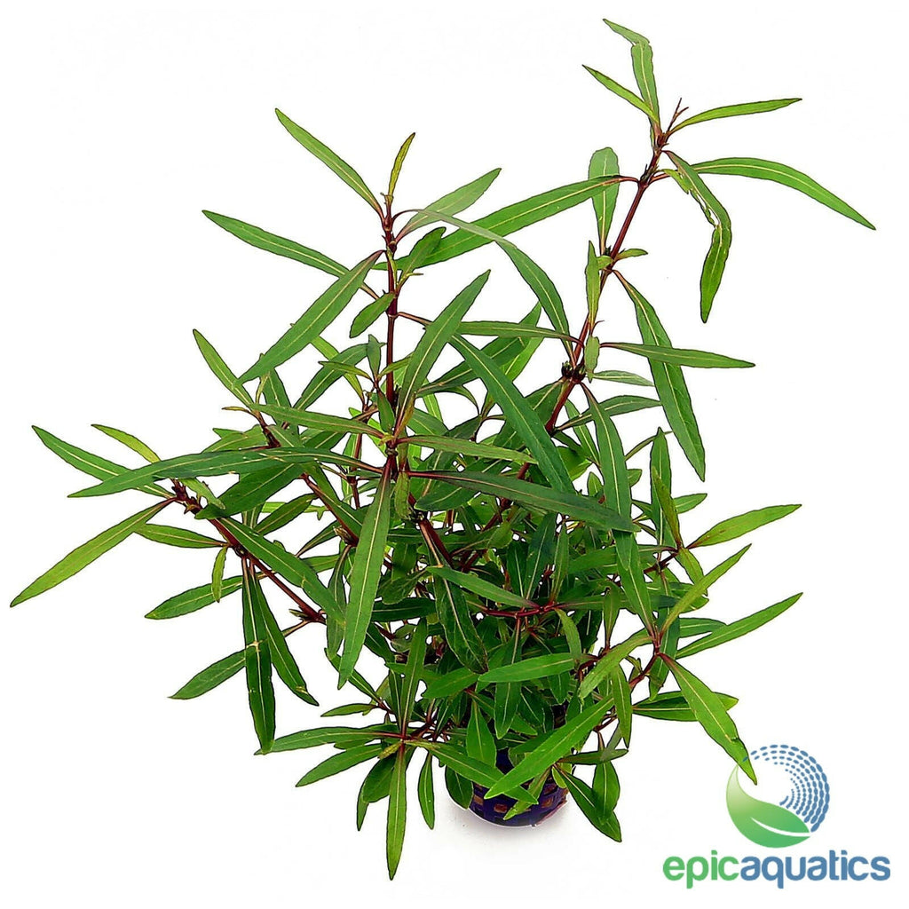 Epic Aquatics - Hygrophila lancea sp. Araguaia