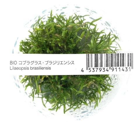 ADA - Lilaeopsis brasiliensis
