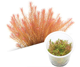 ADA - Rotala wallichii 'vietnam' (Labelled as Rotala sp 'Vietnam') TC cup-S