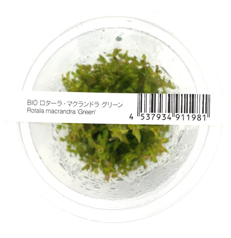 ADA - Rotala macrandra 'Green'