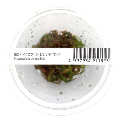 ADA - Hygrophila pinnatifida