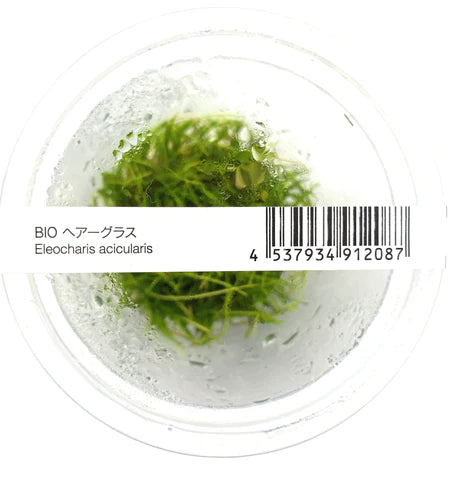ADA - Eleocharis accicularis