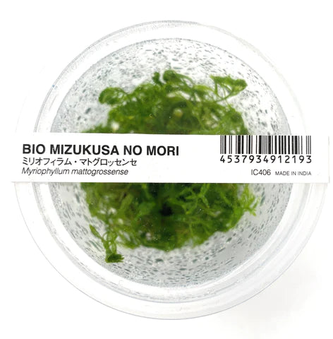 ADA - Myriophyllum mattogrossense - TC Cup-S