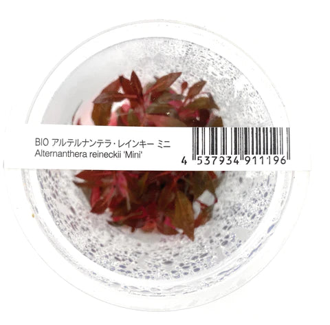 ADA - Alternanthera reineckii 'Mini'