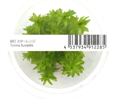 ADA - Tonina fluviatilis TC-M