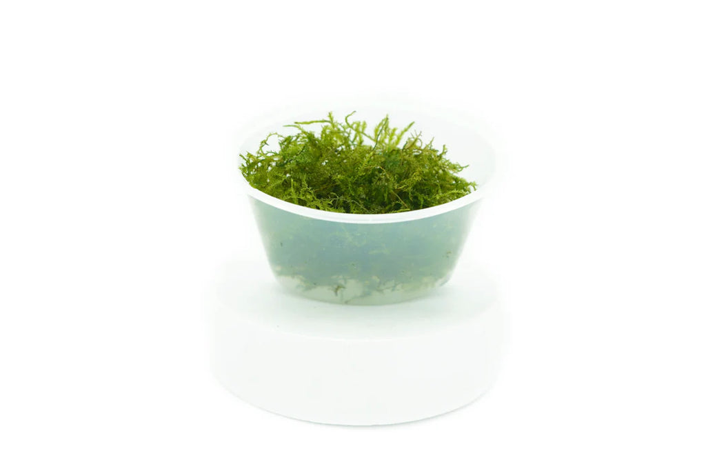 Baka-Vesicularia dubyana (Java Moss)- Potion