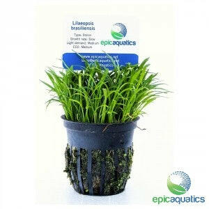 Epic Aquatics - Lilaeopsis brasiliensis