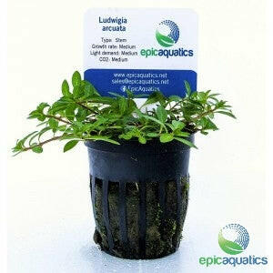 Epic Aquatics - Ludwigia arcuata
