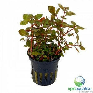 Epic Aquatics - Ludwigia sp. 'Rubin'