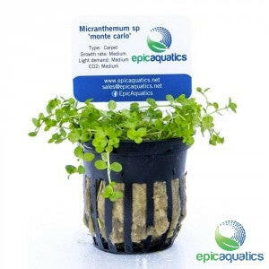 Epic Aquatics - Micranthemium sp. 'Monte Carlo'
