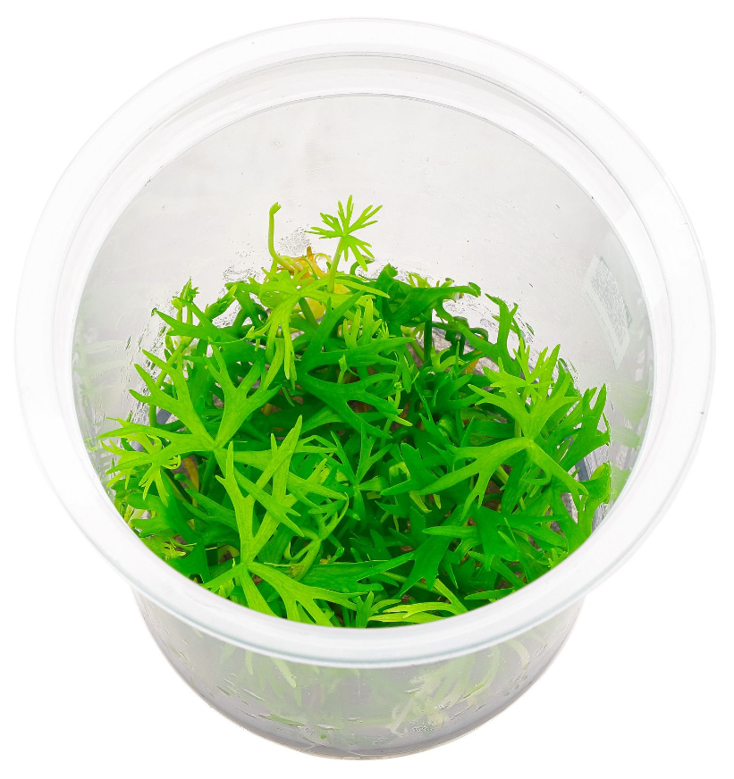 ADA - Ranunculus inundatus TC Cup-S