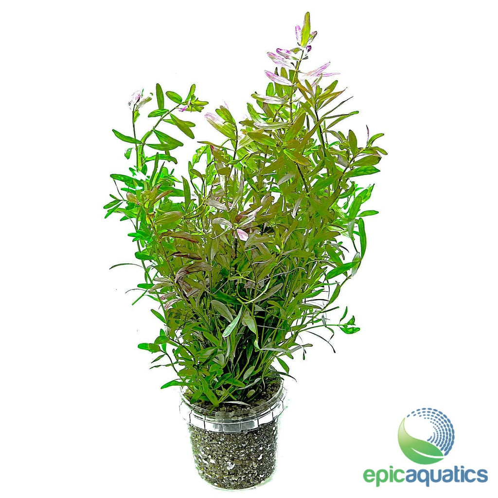 Epic Aquatics - Rotala ceylon