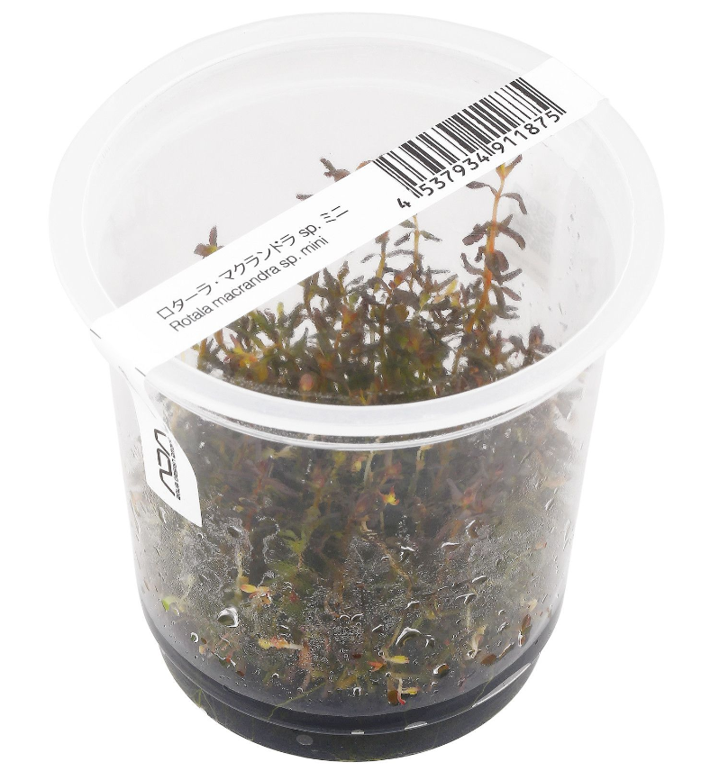 ADA - Rotala macrandra sp. 'mini' TC Cup-S
