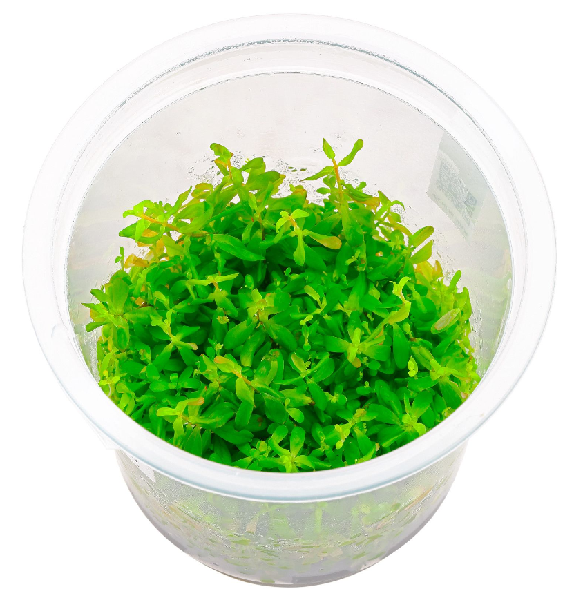 ADA - Rotala sp. Ceylon Tissue Culture Small Cup