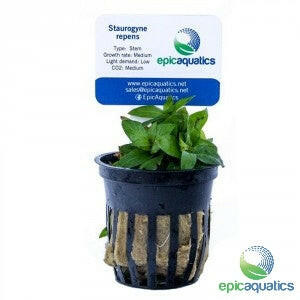Epic Aquatics - Staurogyne repens