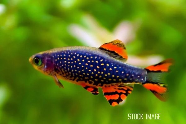 Celestial Pearl Danio/Galaxy Rasbora