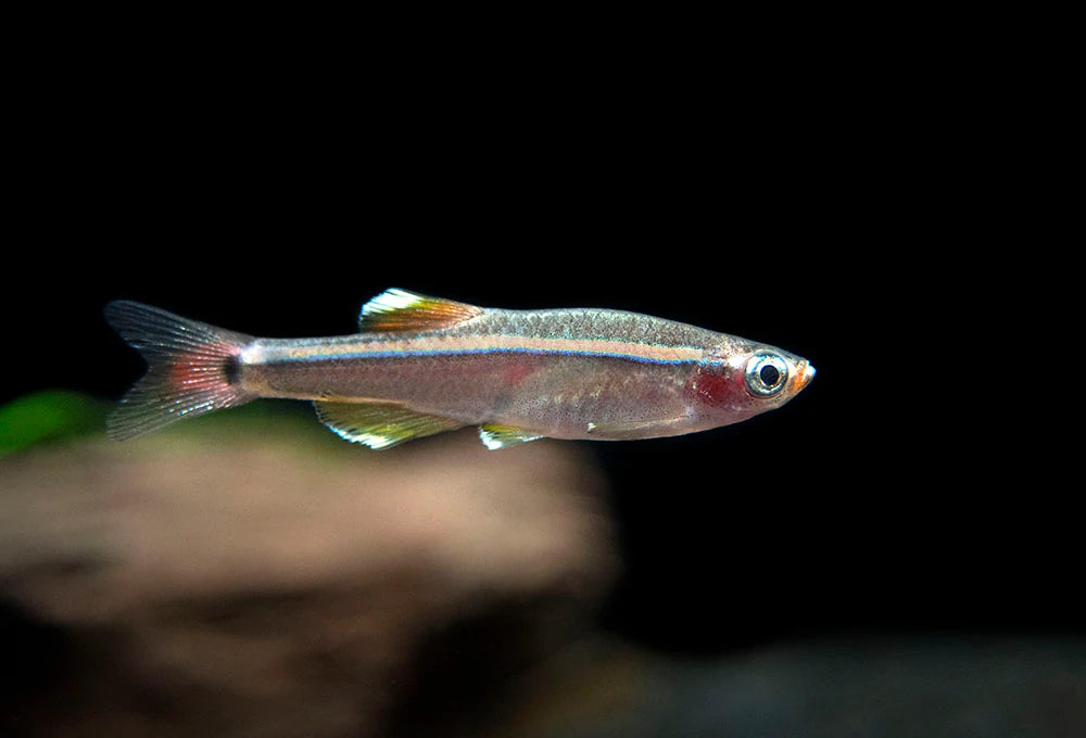 Tanichthys albonubes (White Cloud Mountain Minnow)