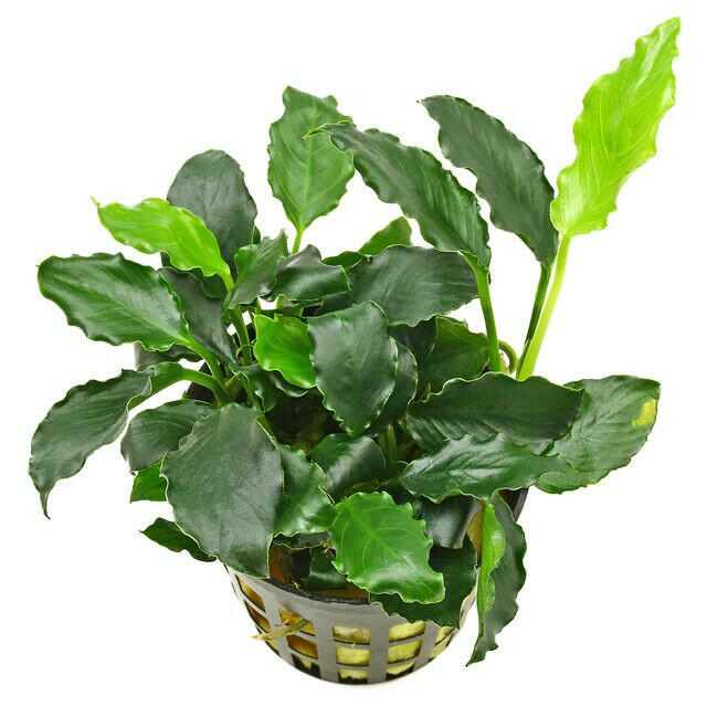 Baka - Anubias barteri var. nana 'Kirin Petite'(Kirin mini)