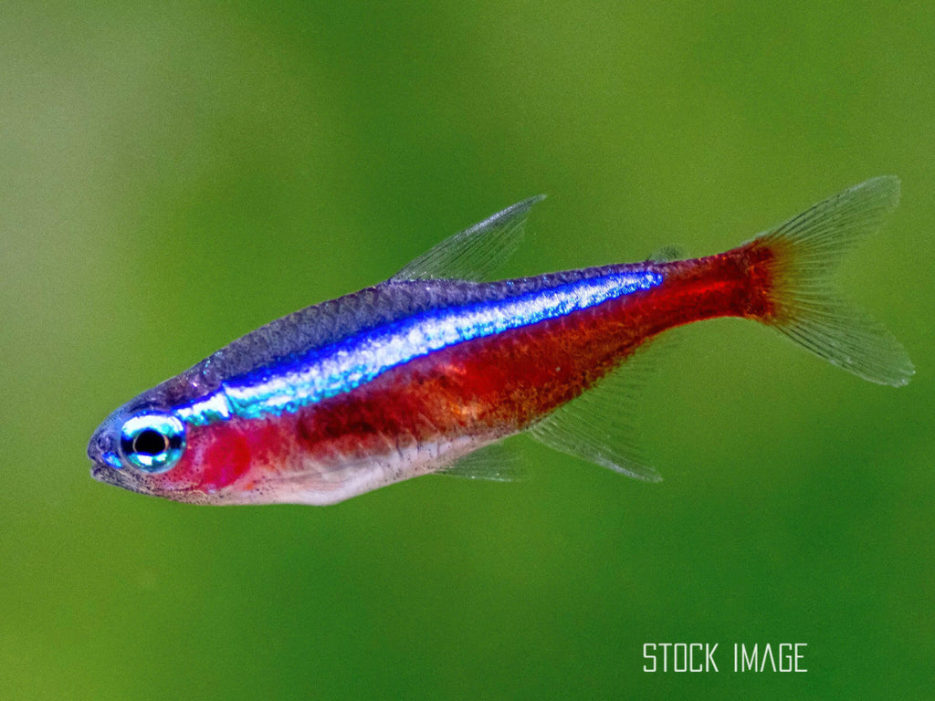 Paracheirodon axelrodi (Cardinal Tetra)
