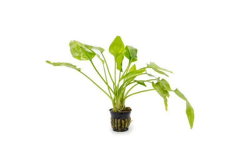Cryptocoryne pontederiifolia
