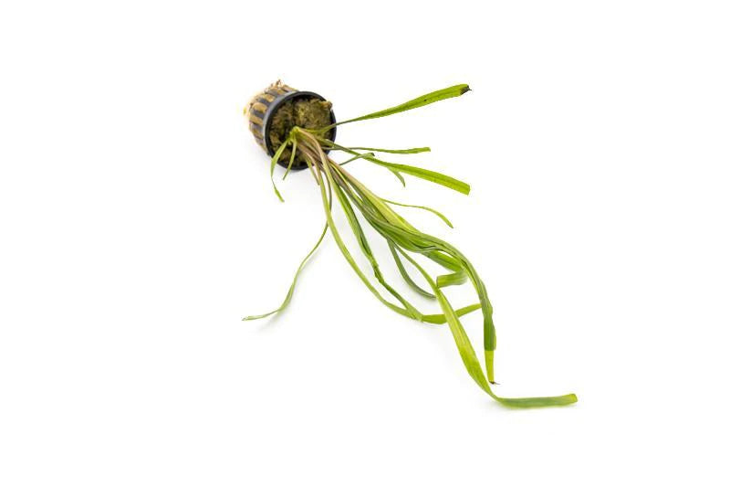 Cryptocoryne spiralis