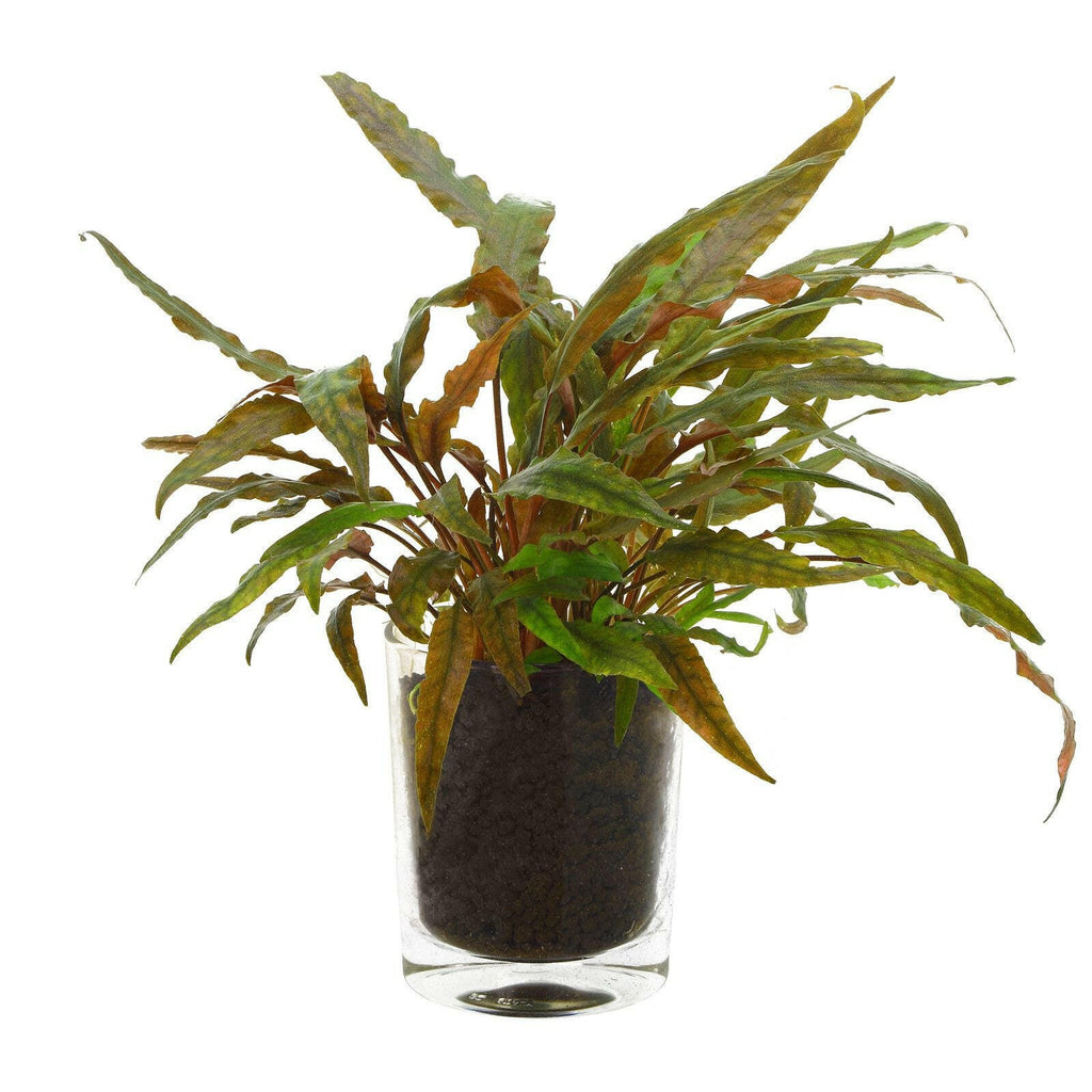 Epic Aquatics - Cryptocoryne undulatus 'Red'