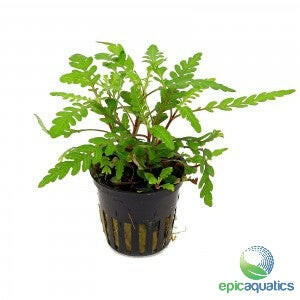 Epic Aquatics - Hygrophila pinnatifida