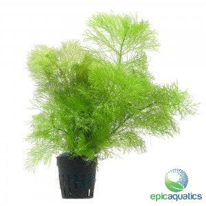Epic Aquatics - Limnophila aquatica