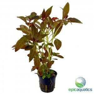 Epic Aquatics - Ludwigia glandulosa