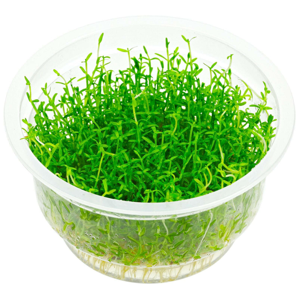 ADA - Microcarpaea minima 'Merrill'  TC Cup-S