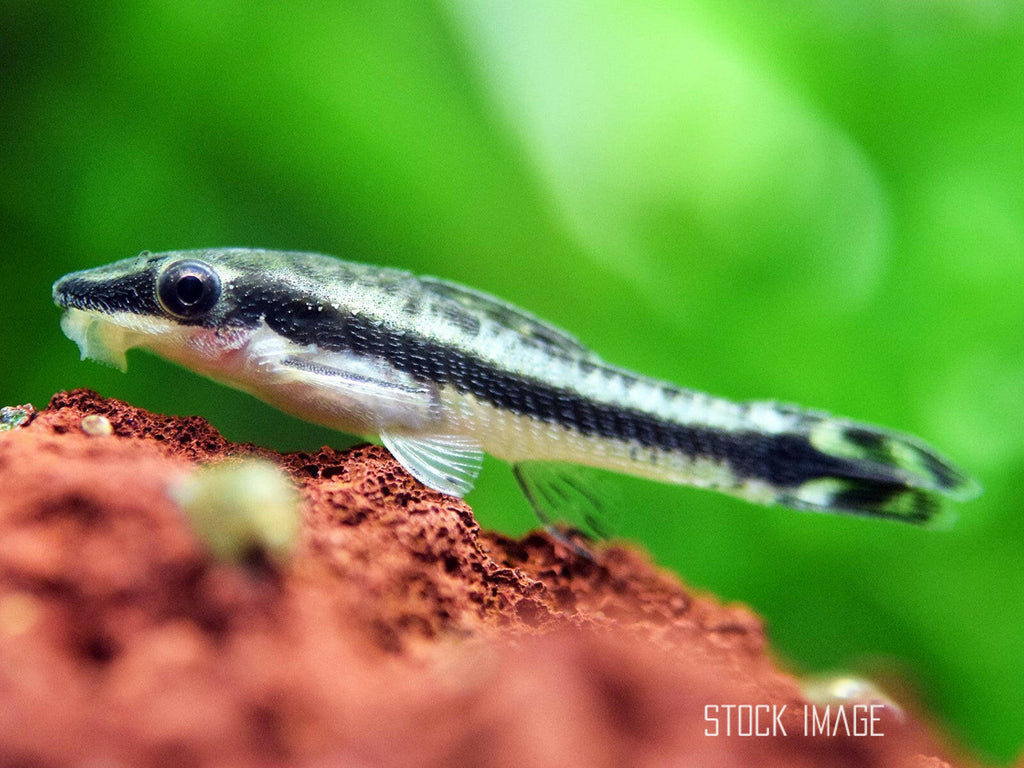 Macrotocinclus affinis (Golden Otocinclus )