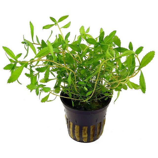 Proserpinaca palustris