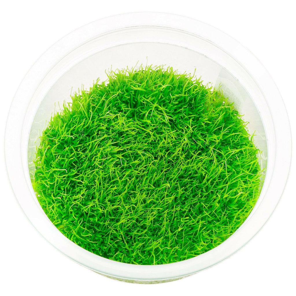 ADA - Ultrucularia graminifolia TC Cup-S